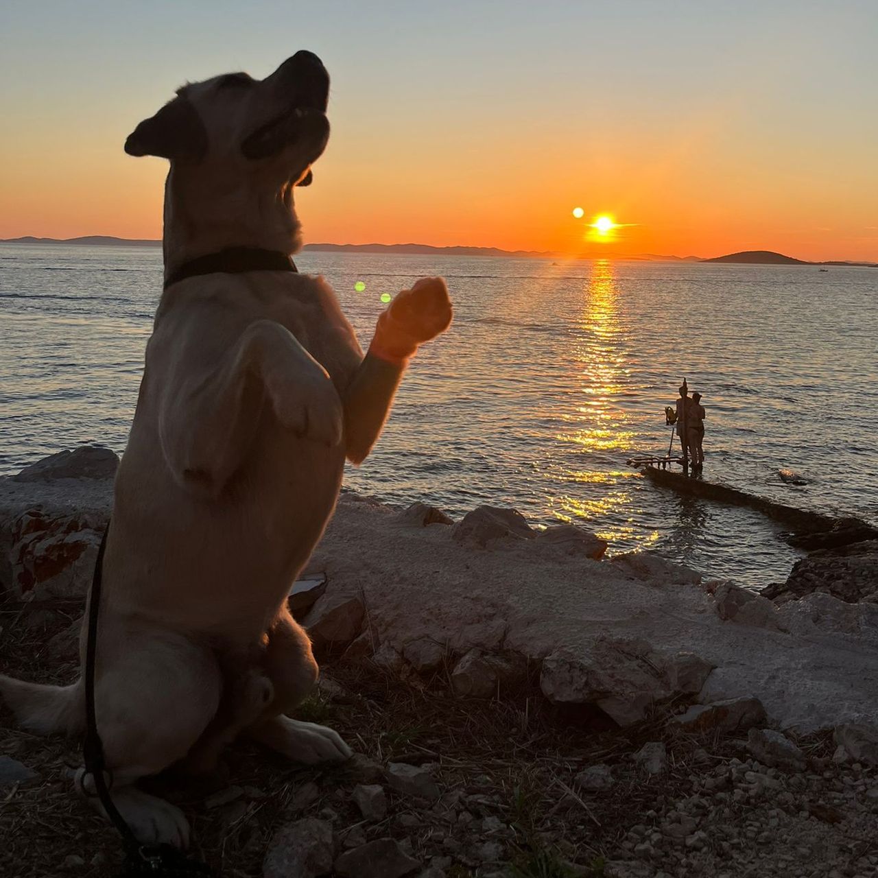Soutěžní fotografie - Ronn,  Labradorský retriever