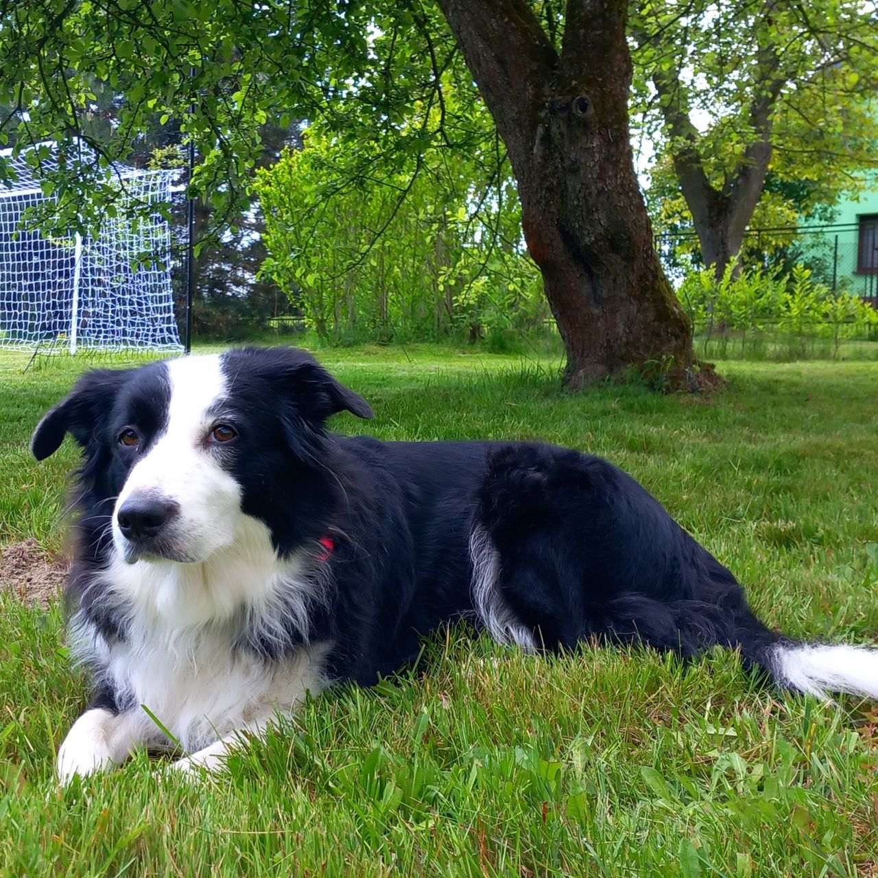Soutěžní fotografie - Arya,  Border kolie