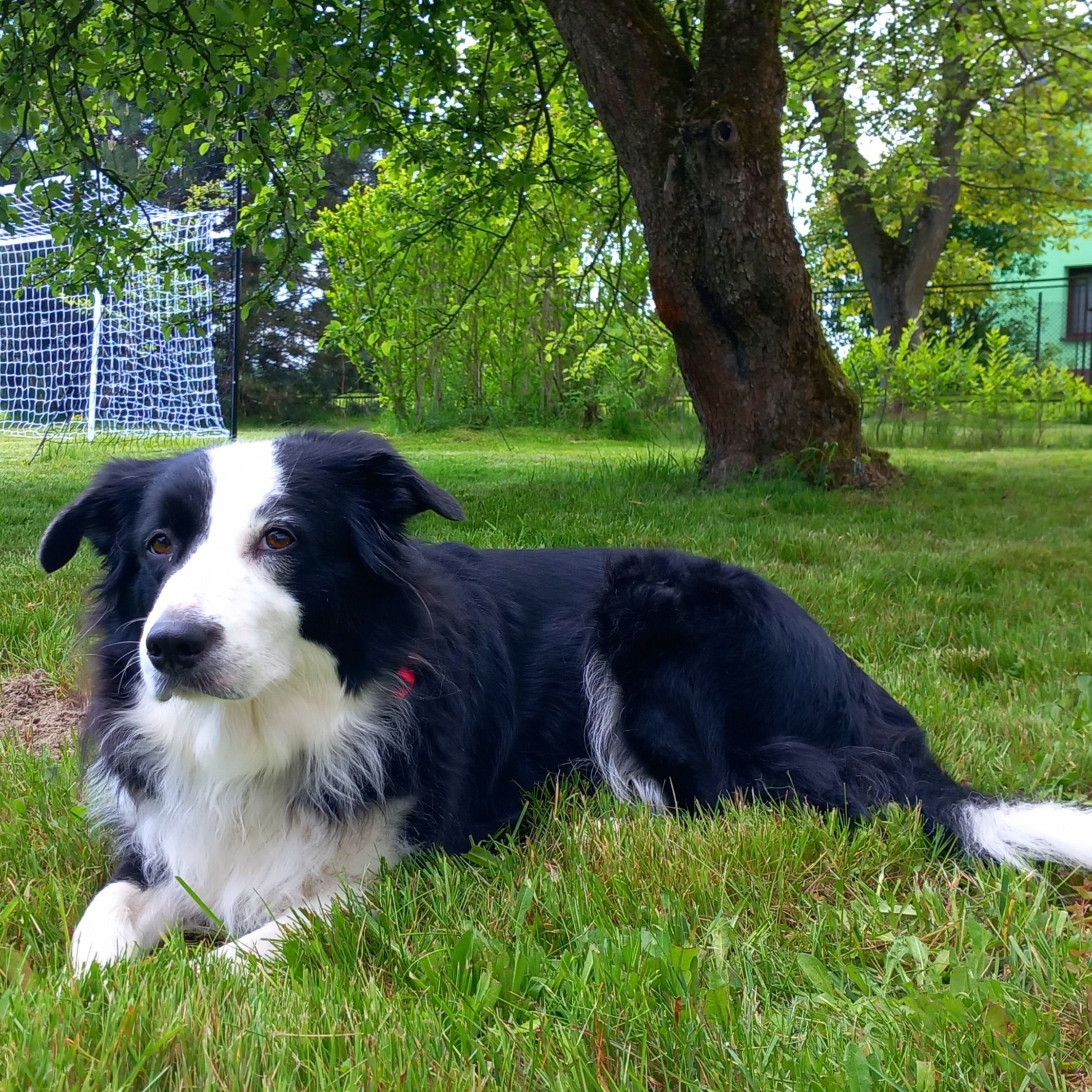 Soutěžní fotografie - Arya,  Border kolie