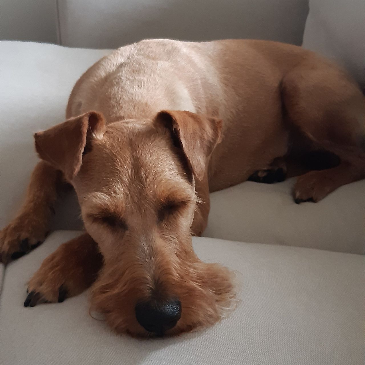 Soutěžní fotografie - Eiko,  Irský terier