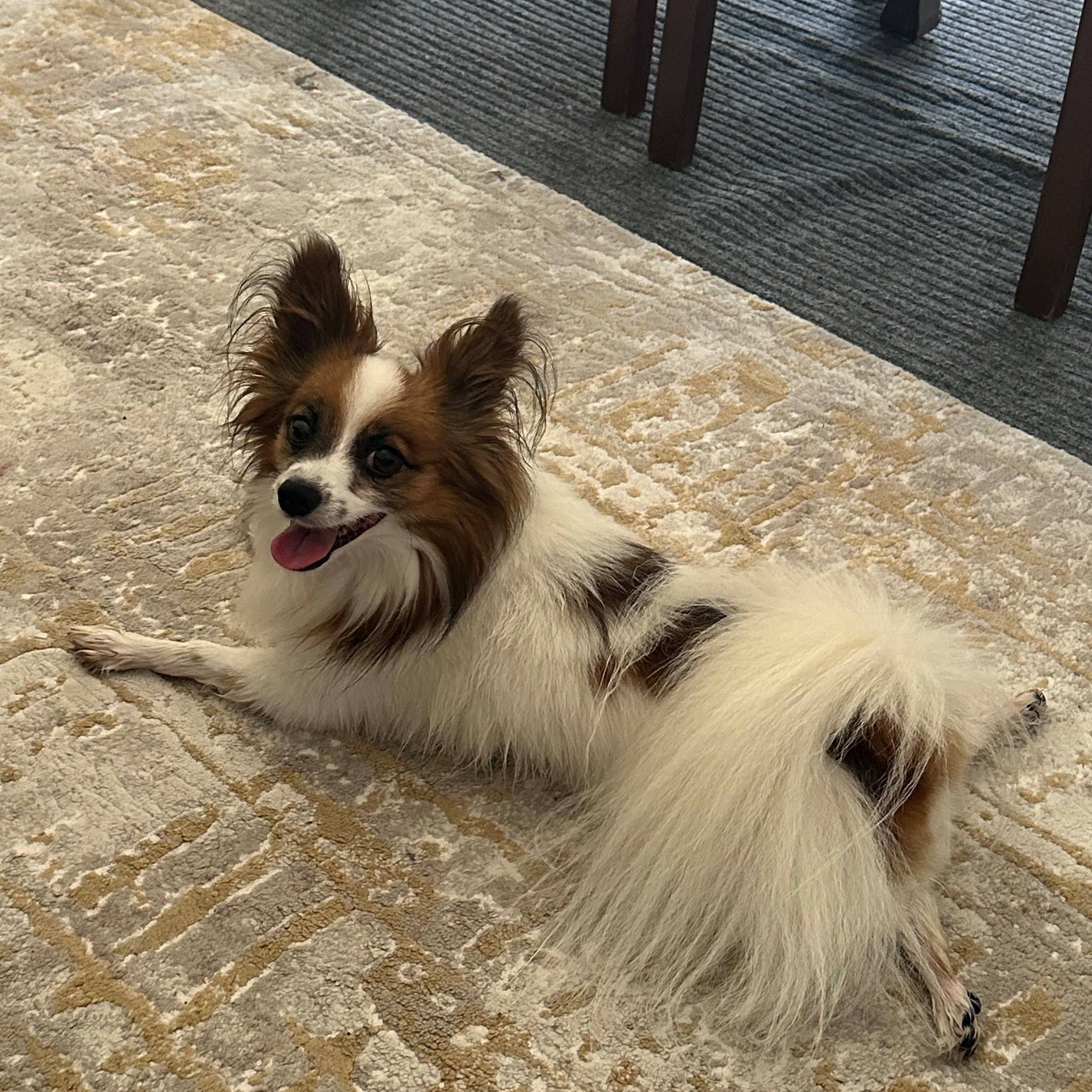 Soutěžní fotografie - Archie,  Papillon