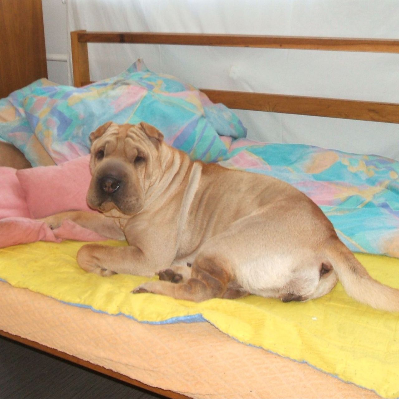 Soutěžní fotografie - Amalka,  Shar-Pei