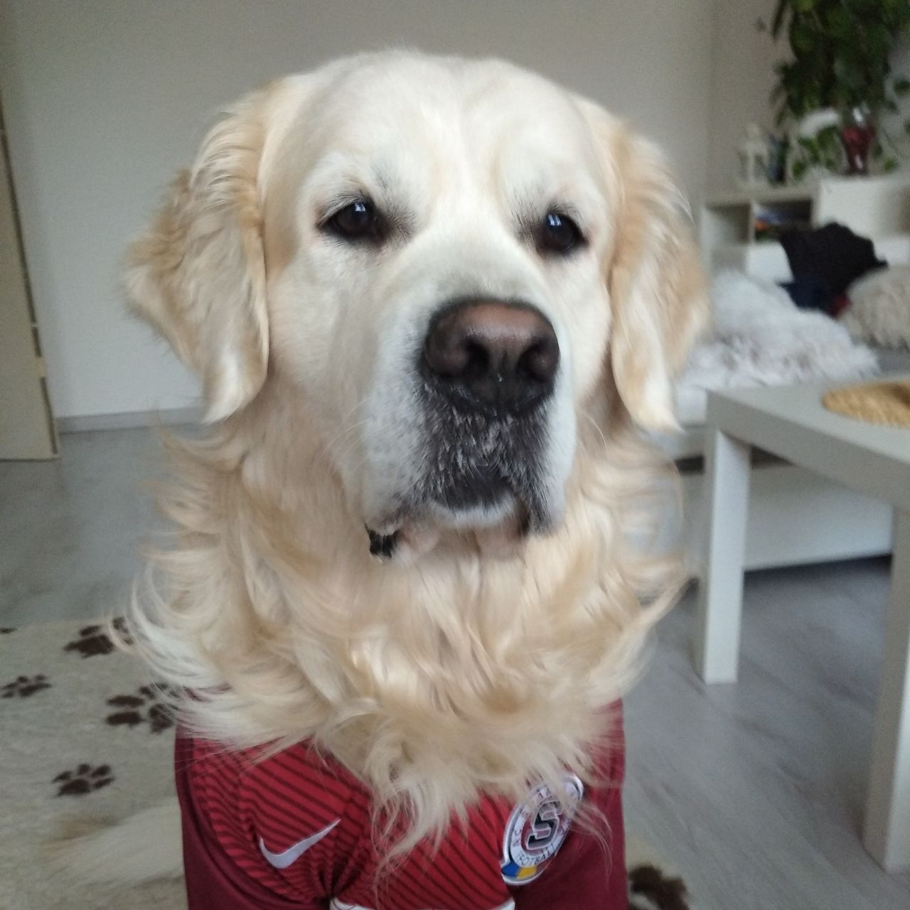 Soutěžní fotografie - Anilvap Tany,  Zlatý retriever