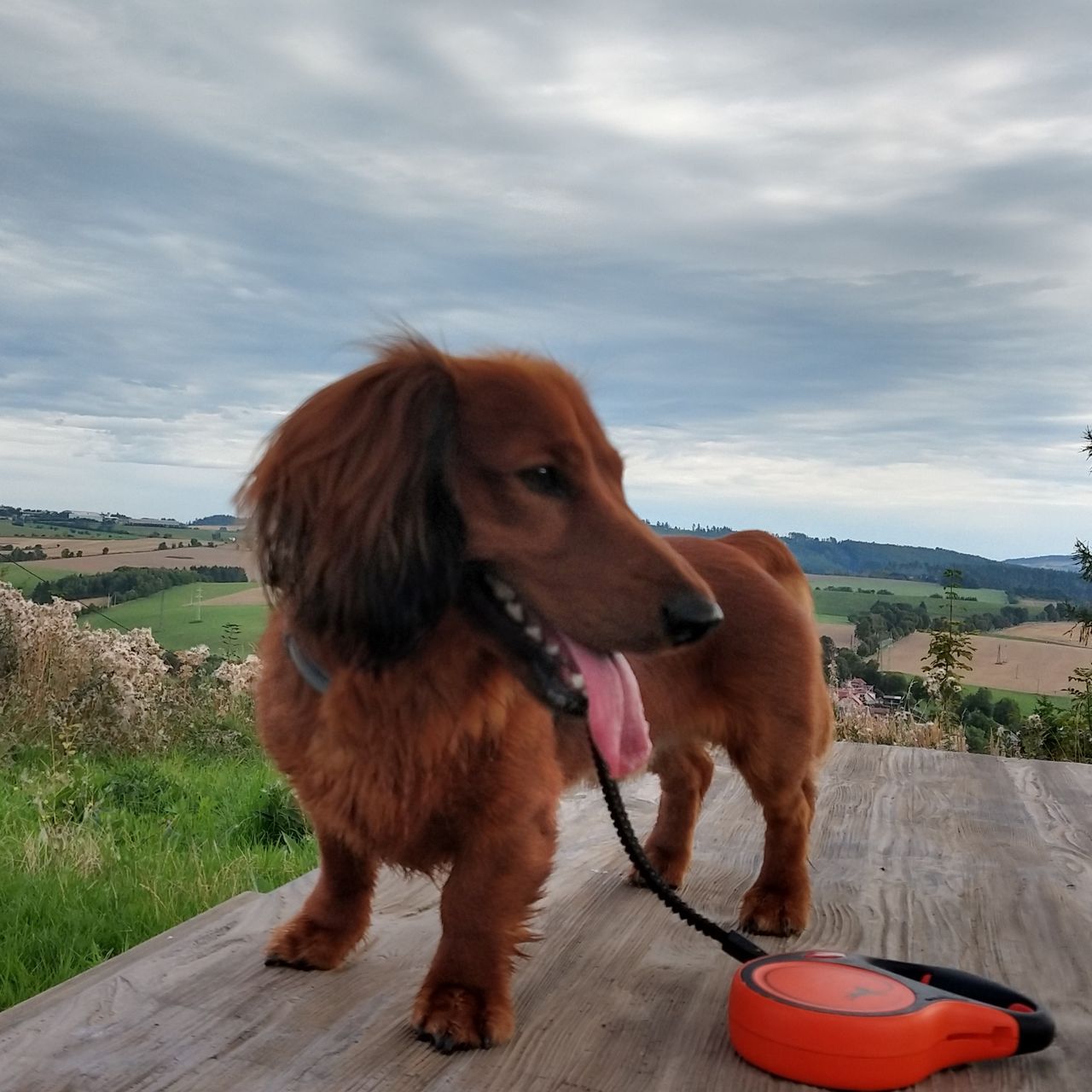 Soutěžní fotografie - Max,  Jezevčík
