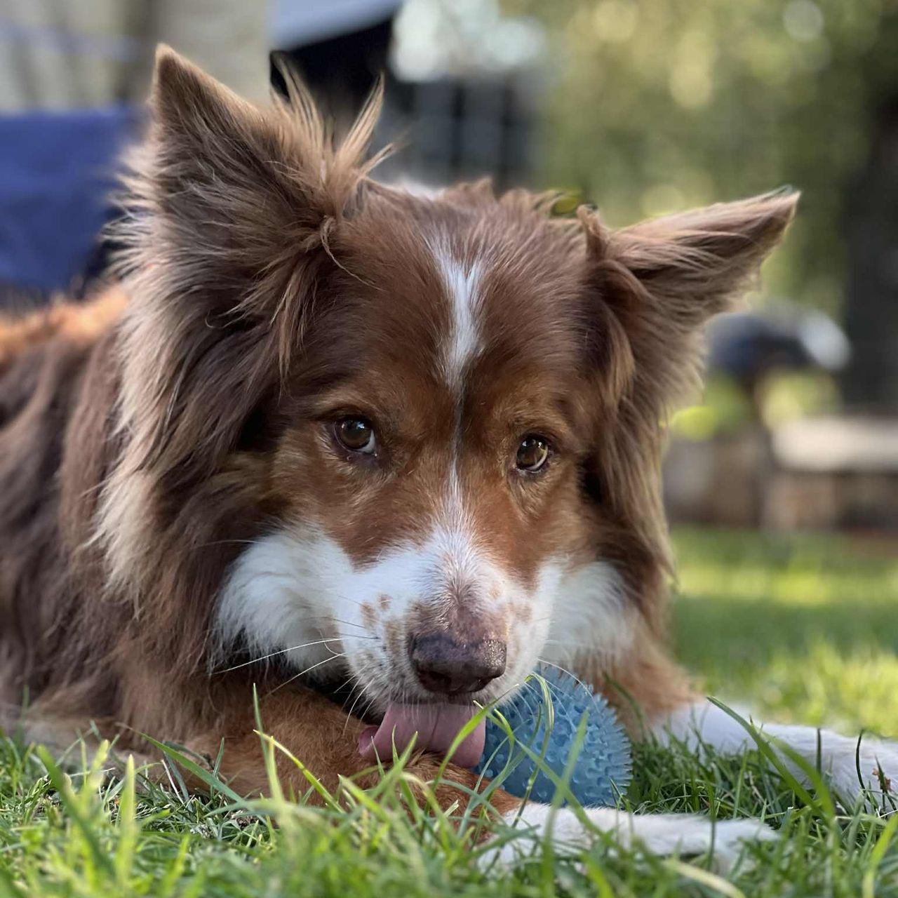 Soutěžní fotografie - Barney,  Border kolie