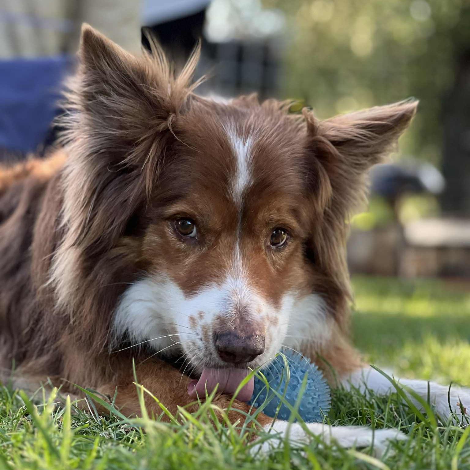 Soutěžní fotografie - Barney,  Border kolie