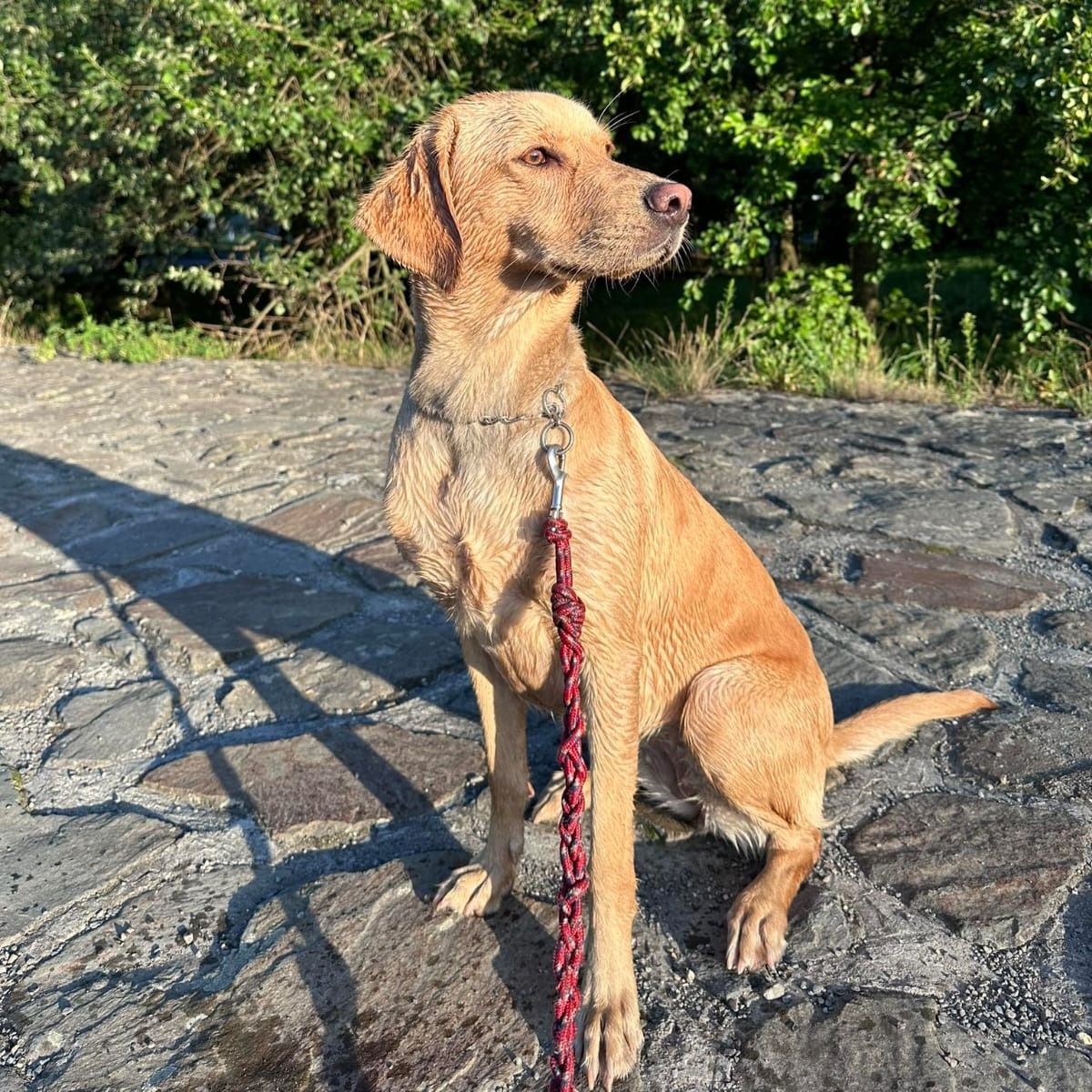 Soutěžní fotografie - Maddie,  Labradorský retriever