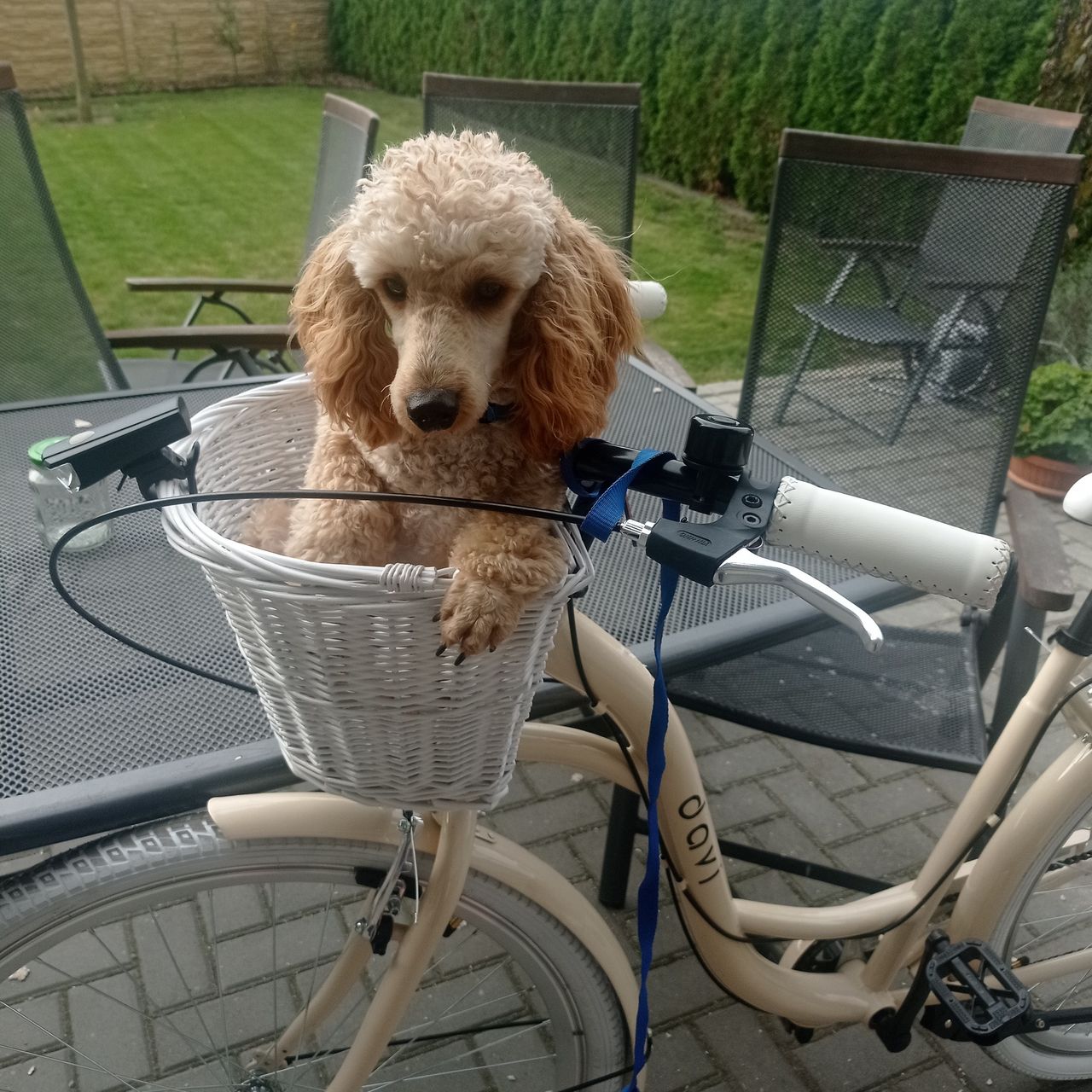 Soutěžní fotografie - Charlie,  Pudl