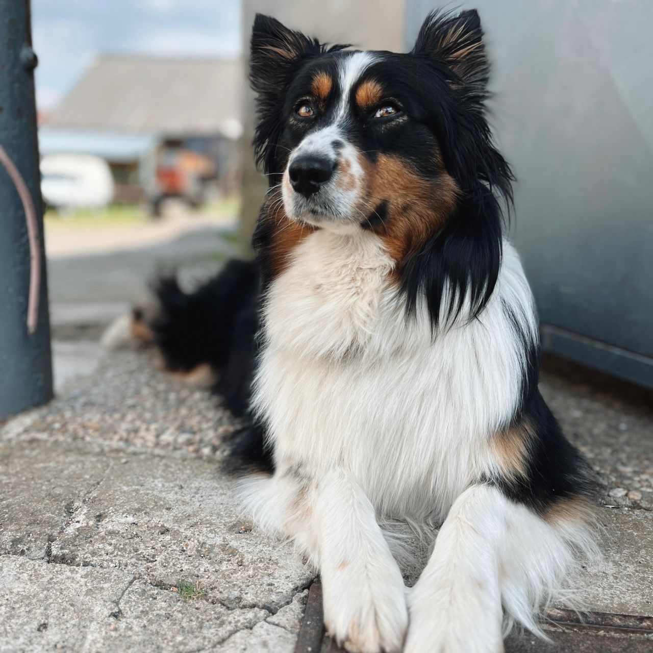 Soutěžní fotografie - Ellie,  Australský ovčák