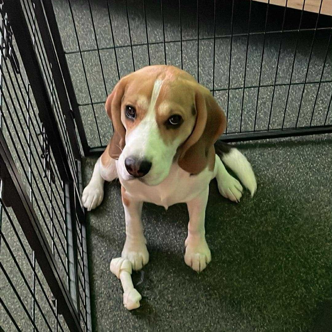 Soutěžní fotografie - Roňák,  Beagle
