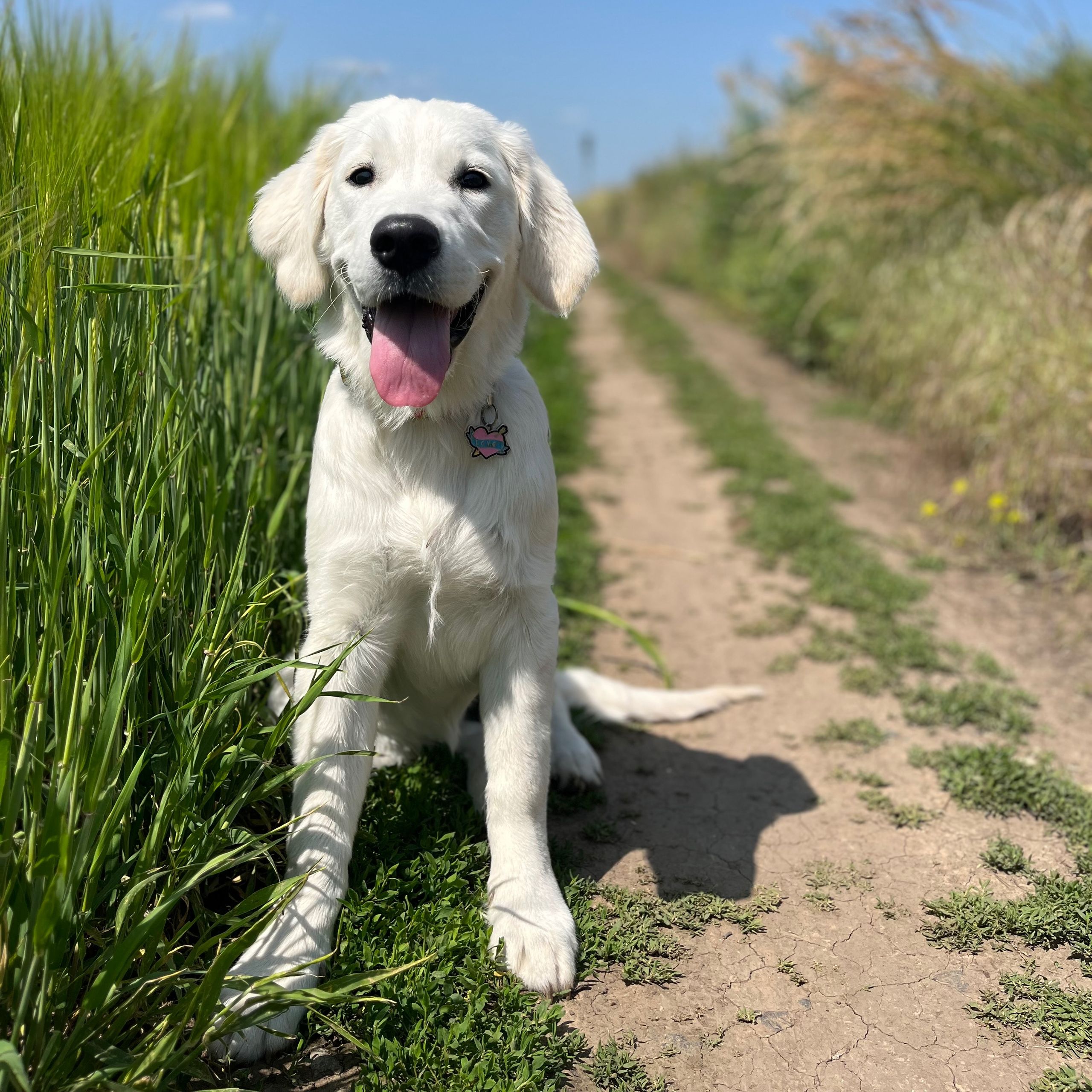 Soutěžní fotografie - Vanilka,  Zlatý retriever