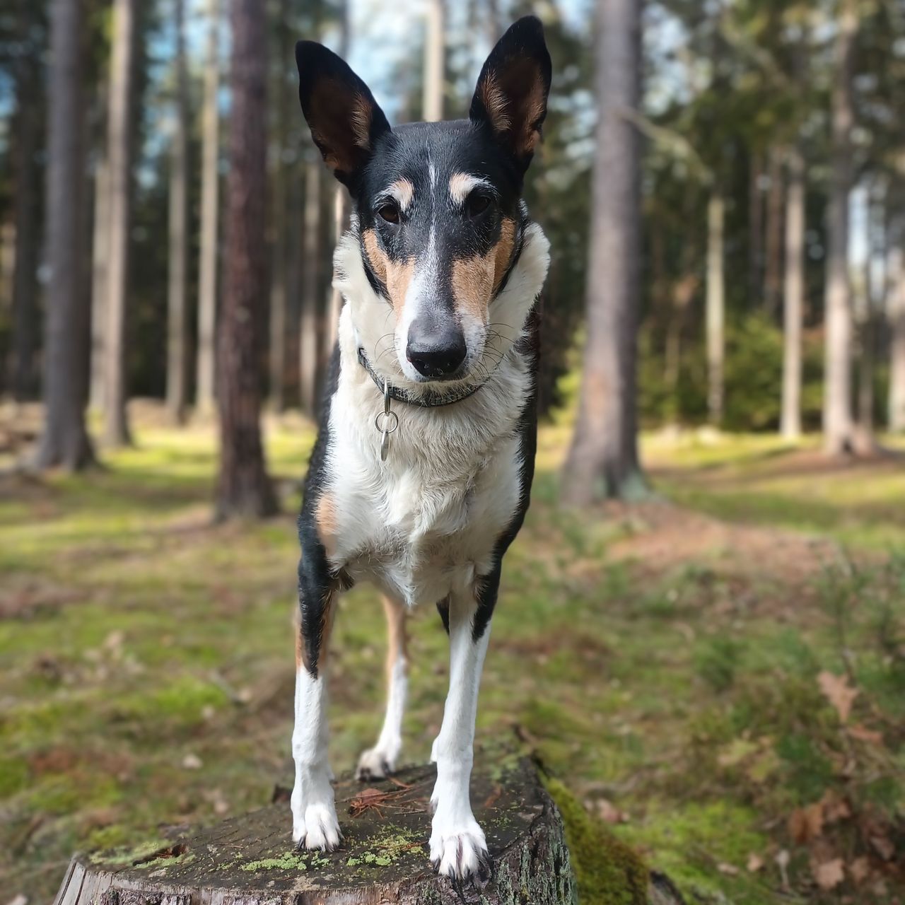 Soutěžní fotografie - Jackilka,  Kolie krátkosrstá