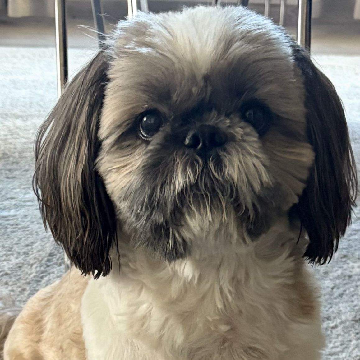 Soutěžní fotografie - Zaza,  Shih-tzu