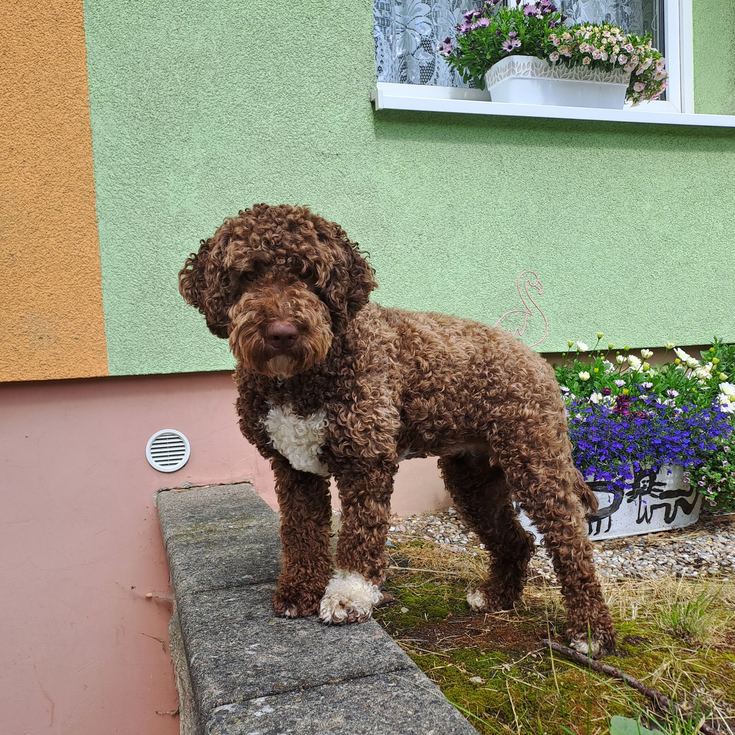 Soutěžní fotografie - Křupinka,  Lagotto romagnolo