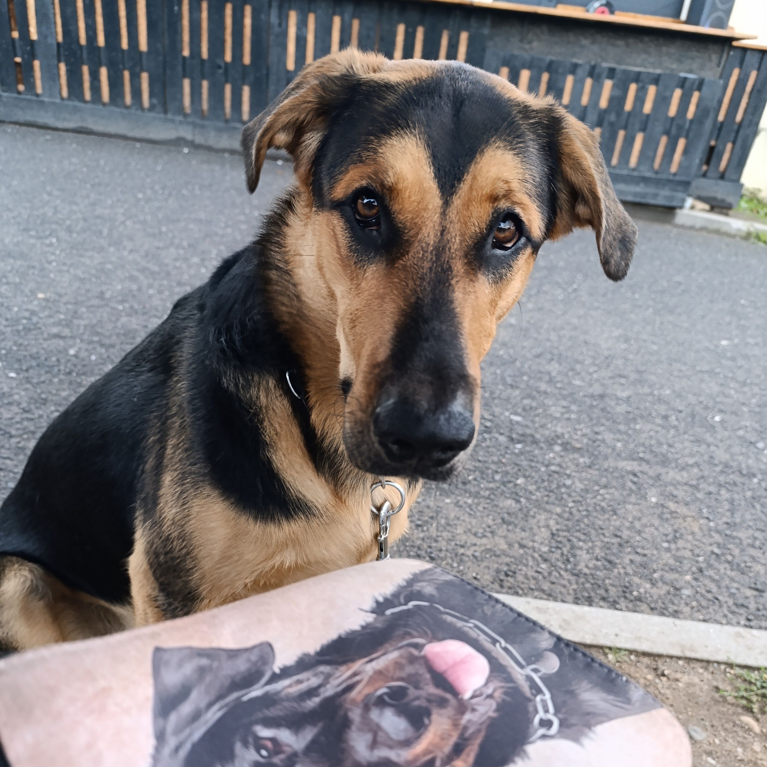 Soutěžní fotografie - Bella,  Beauceron Berger de Beauce