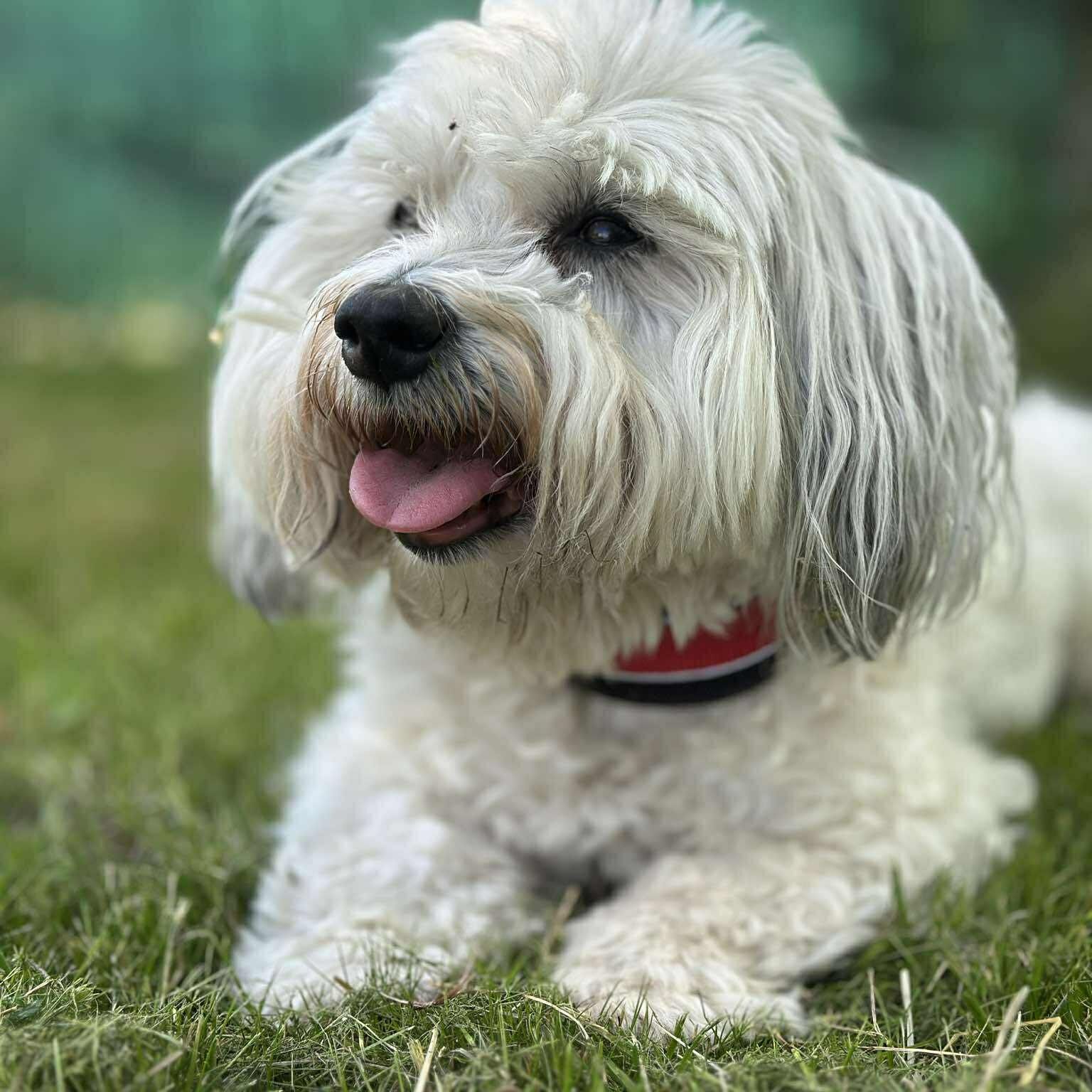 Soutěžní fotografie - Anabelka,  Coton de Tuléar