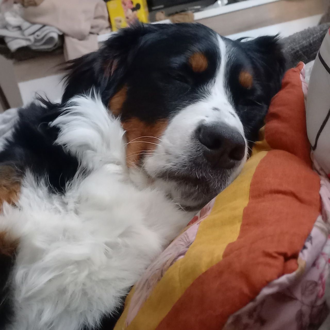 Soutěžní fotografie - Meda,  Bernský salašnický pes