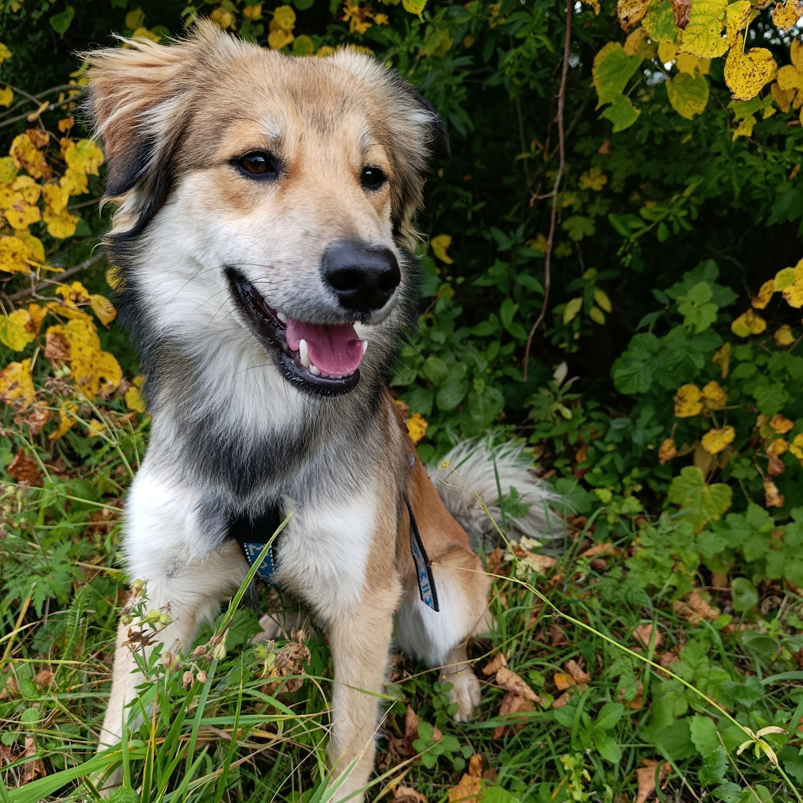Soutěžní fotografie - Barney,  Ostatní