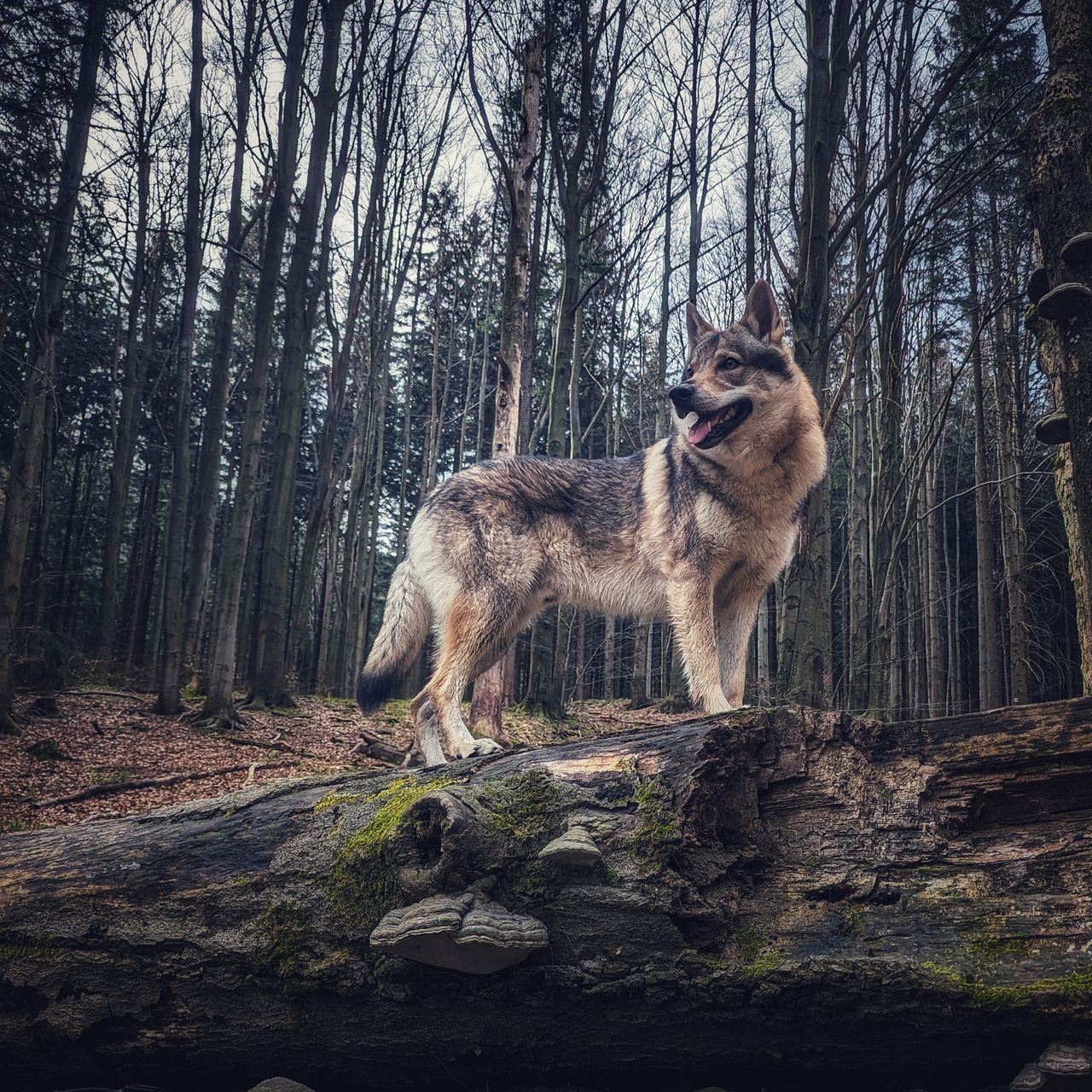 Soutěžní fotografie - Conrí,  Československý vlčák