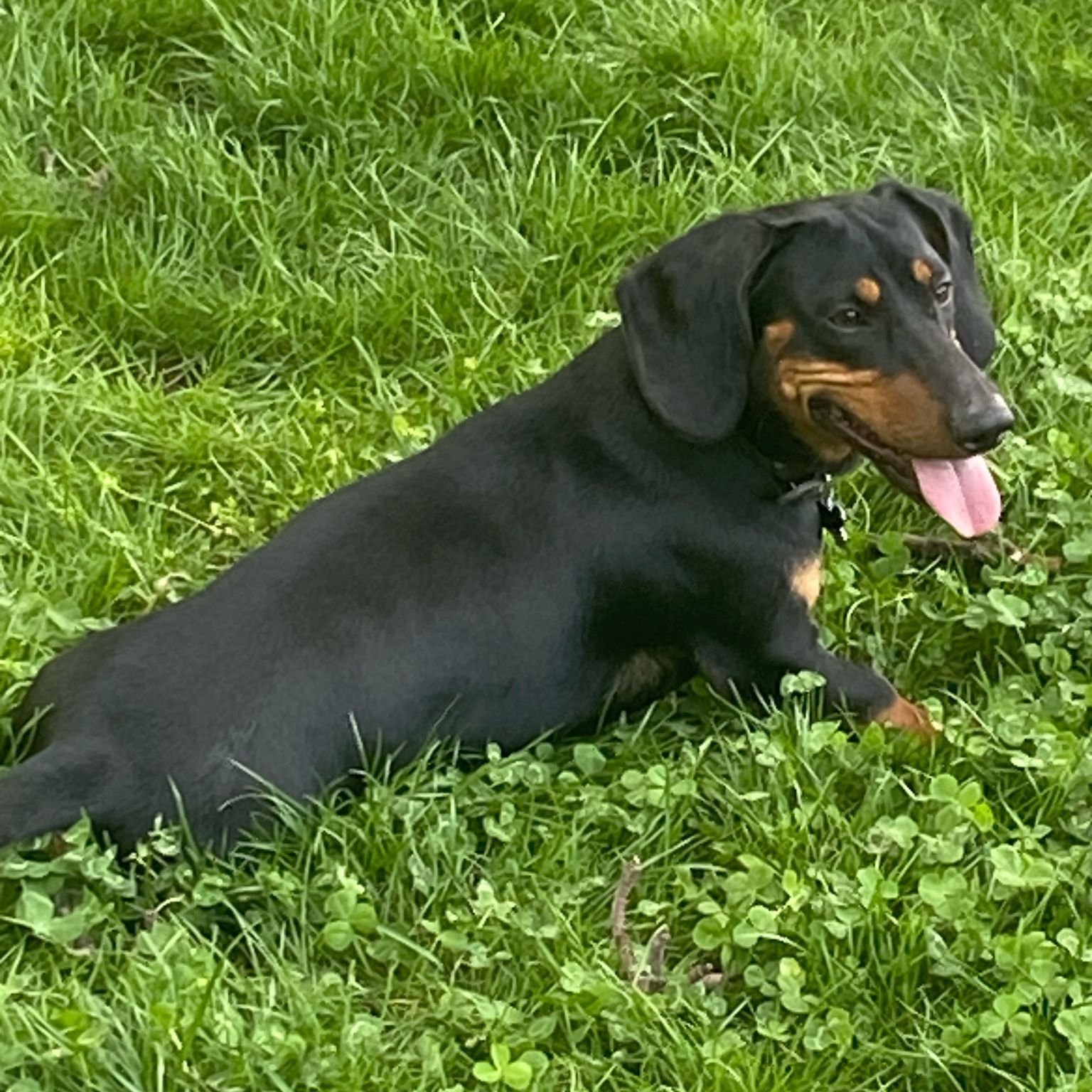 Soutěžní fotografie - Coco,  Jezevčík
