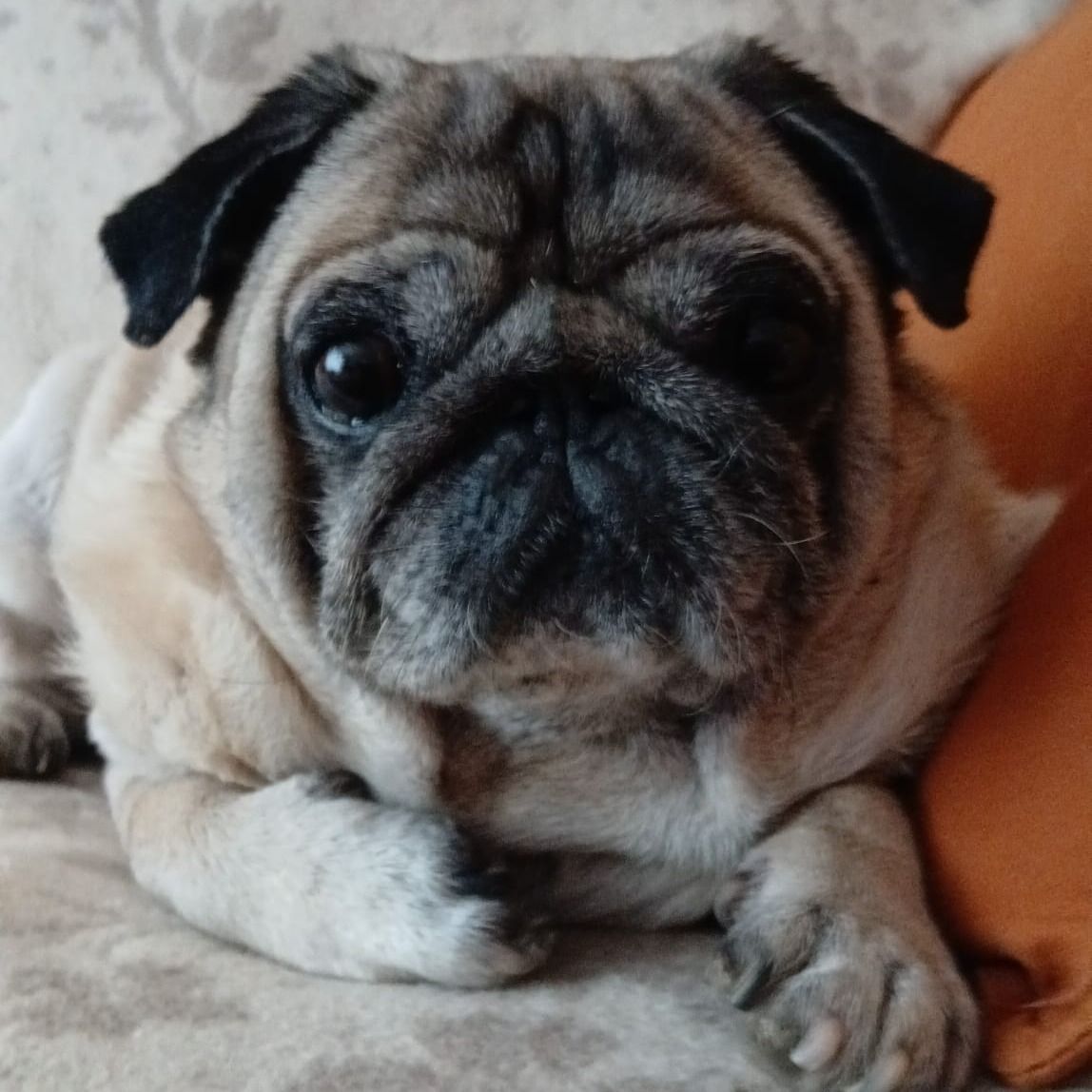 Soutěžní fotografie - Zolly,  Mops