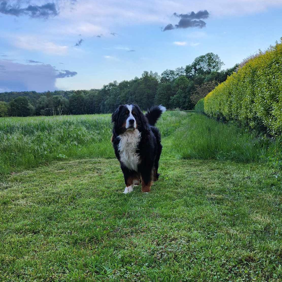 Soutěžní fotografie - Teddy z Mokrovous,  Bernský salašnický pes