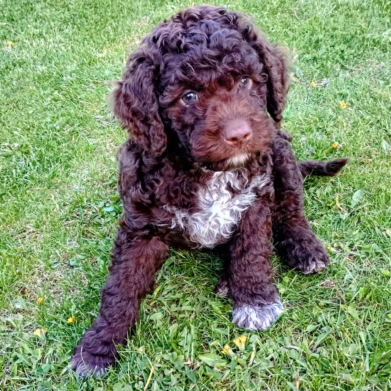 Soutěžní fotografie - Doris,  Lagotto romagnolo
