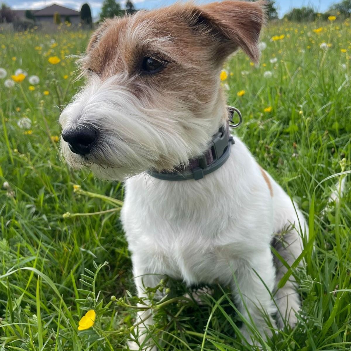 Soutěžní fotografie - Amálka,  Jack Russell Teriér