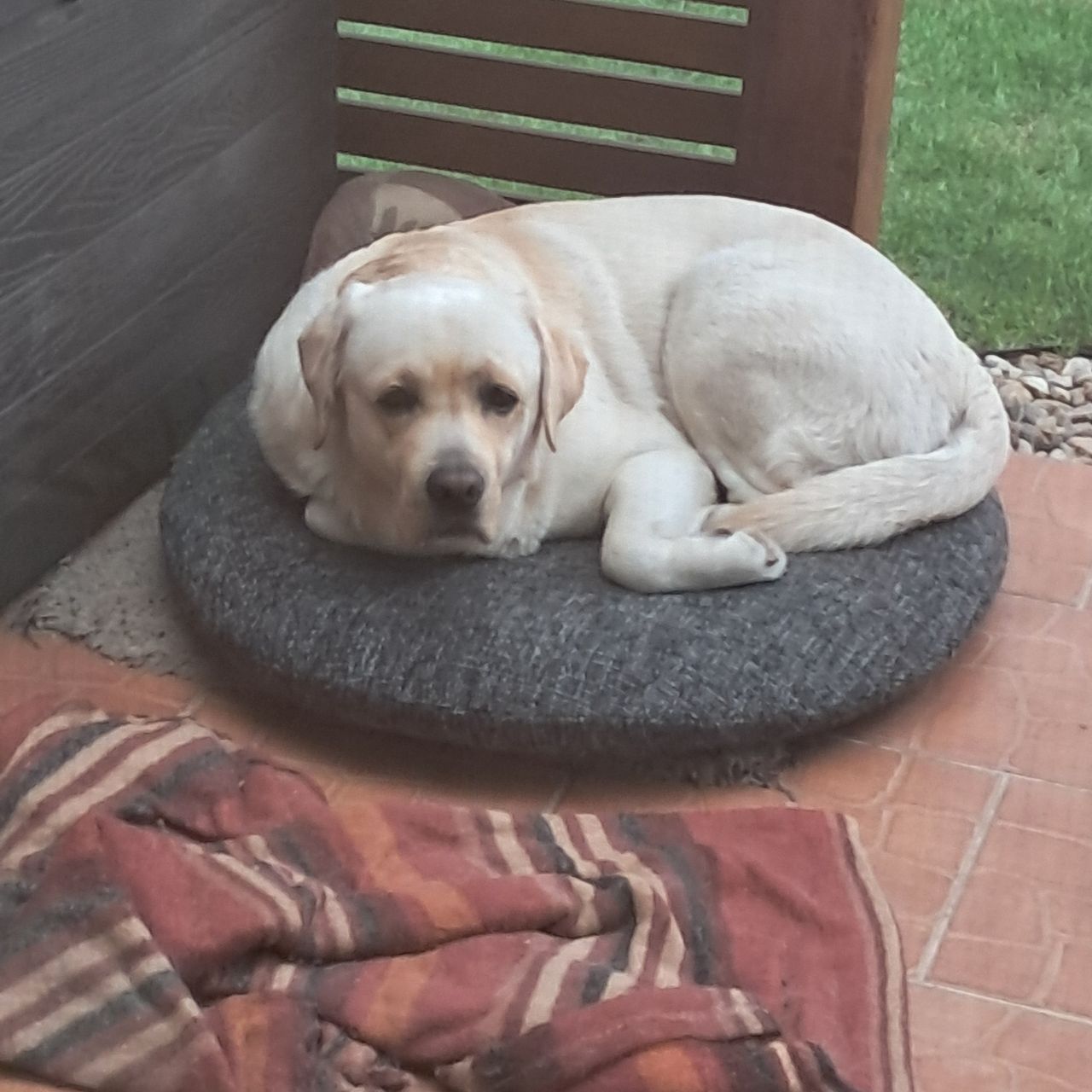 Soutěžní fotografie - Marty,  Labradorský retriever