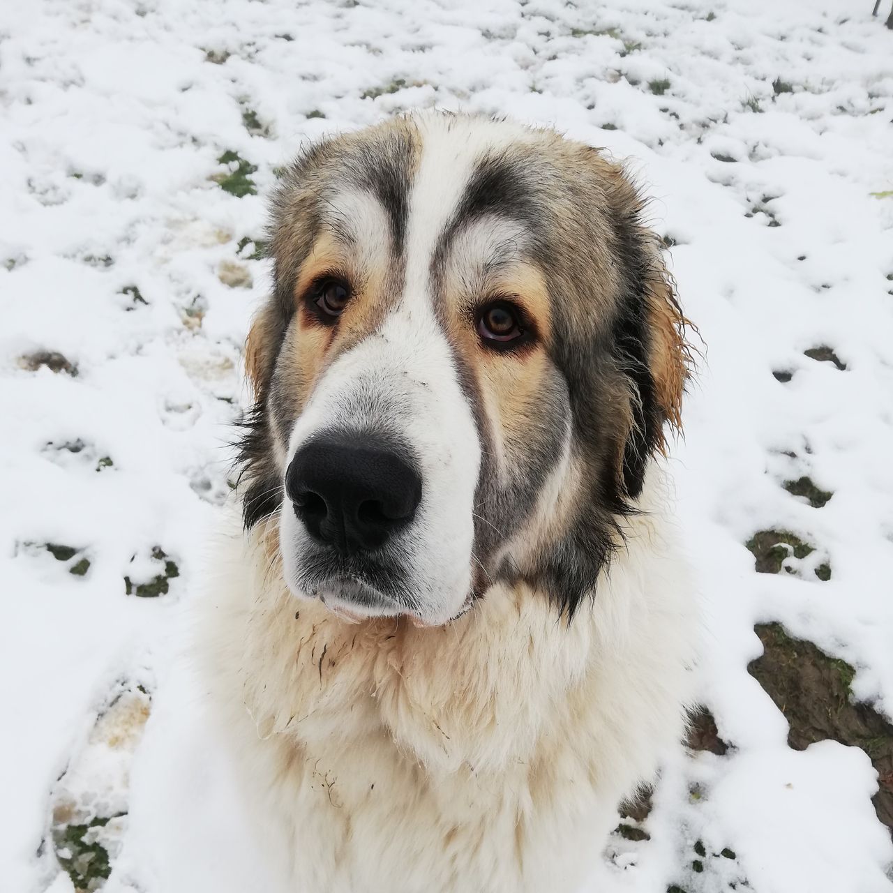 Soutěžní fotografie - Hektor,  Pyrenejský horský pes