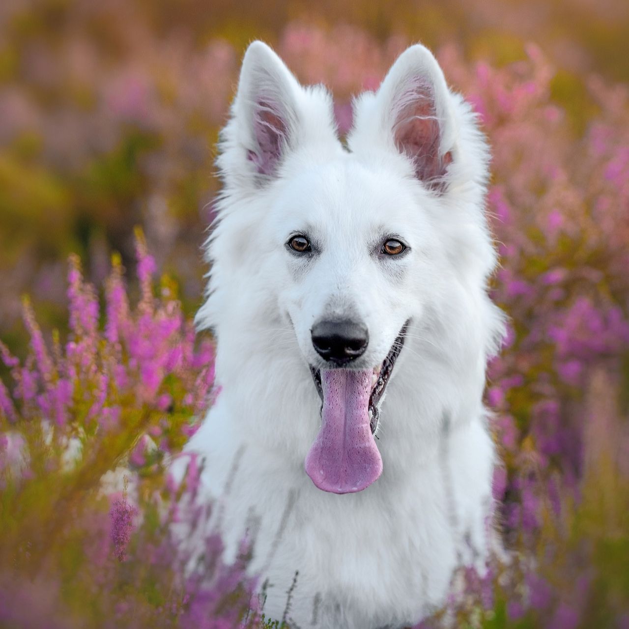 Soutěžní fotografie - Gwen Airyn Diavolocane,  Bílý švýcarský ovčák