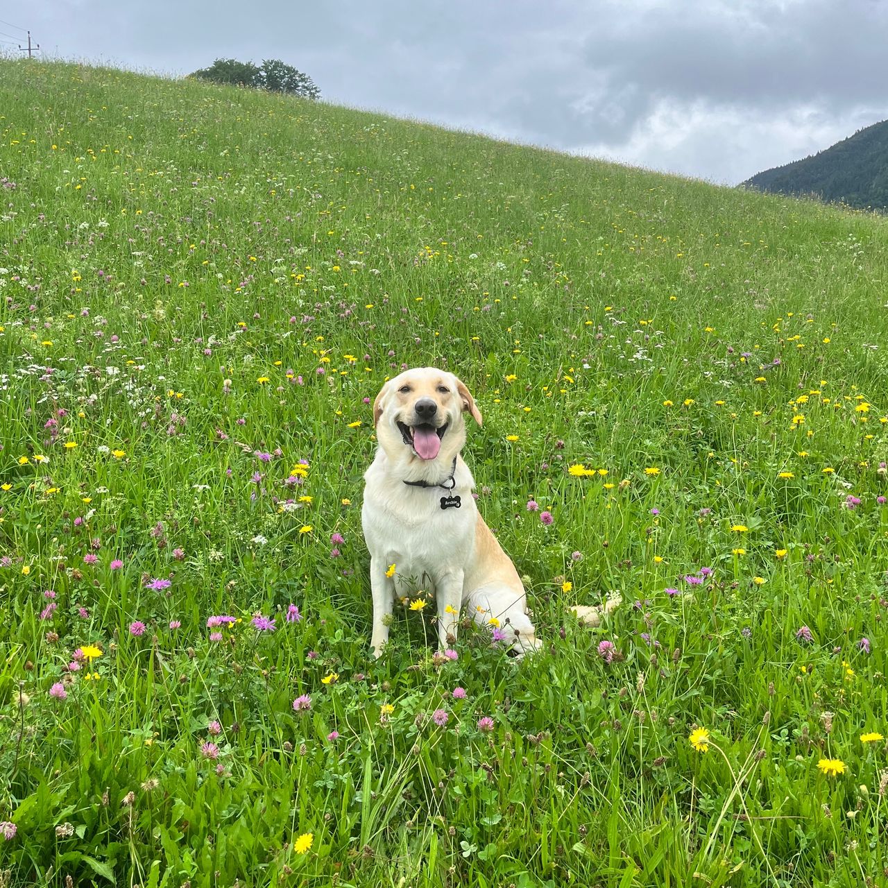 Soutěžní fotografie - Archie,  Labradorský retriever