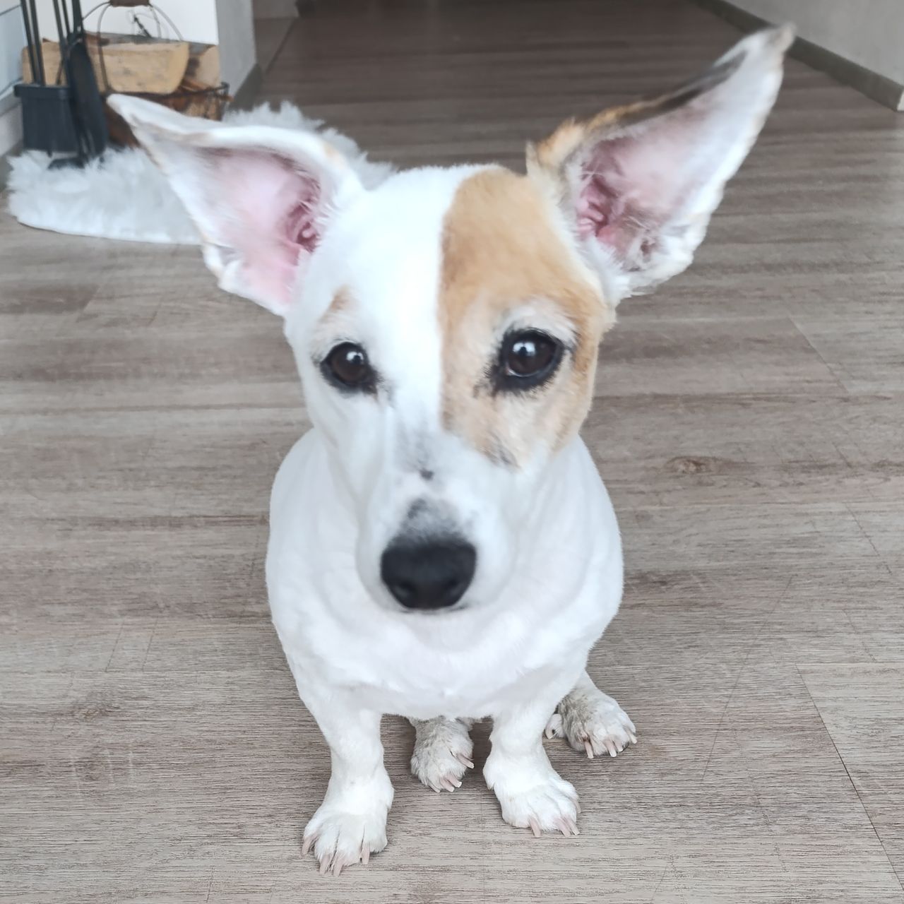Soutěžní fotografie - Máša,  Jack Russell Teriér