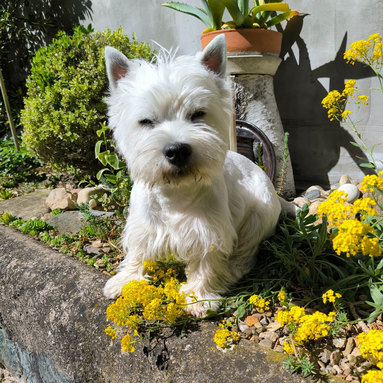Soutěžní fotografie - Sally,  West Highland White Terrier