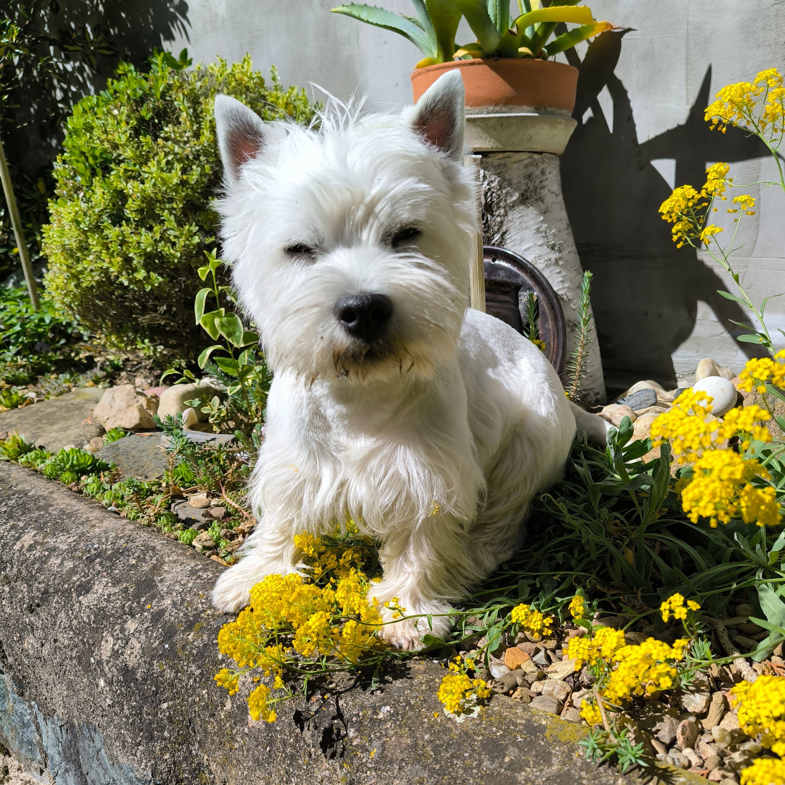 Soutěžní fotografie - Sally,  West Highland White Terrier