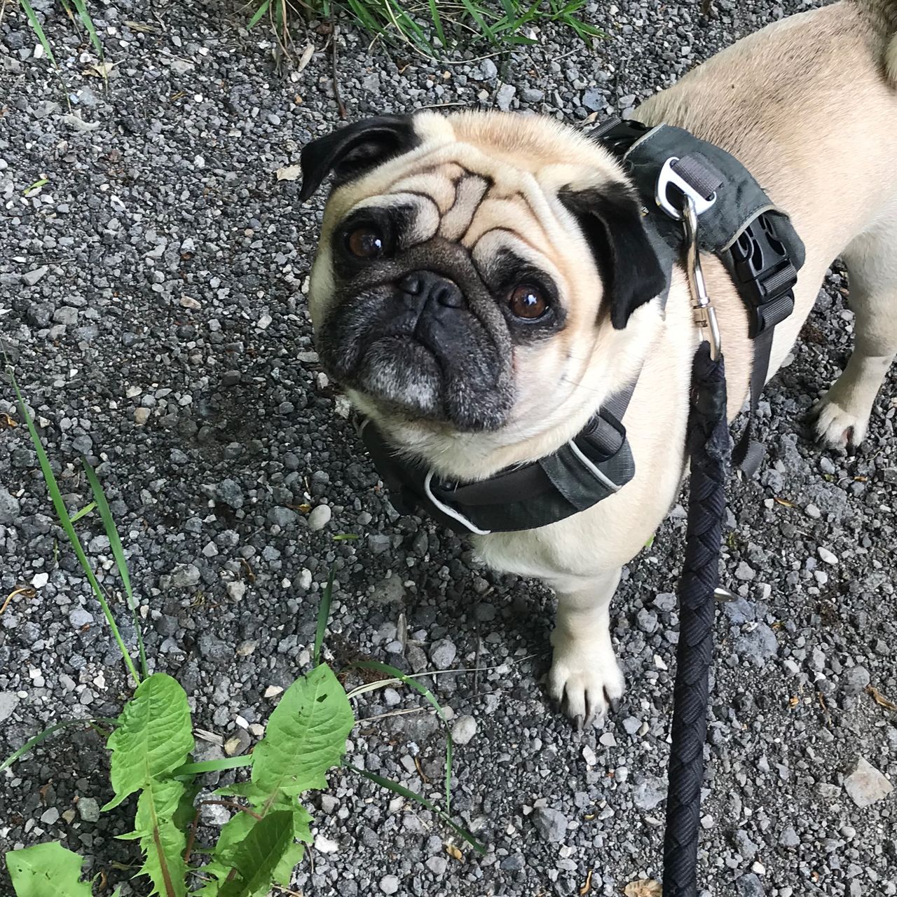 Soutěžní fotografie - Gyros,  Mops