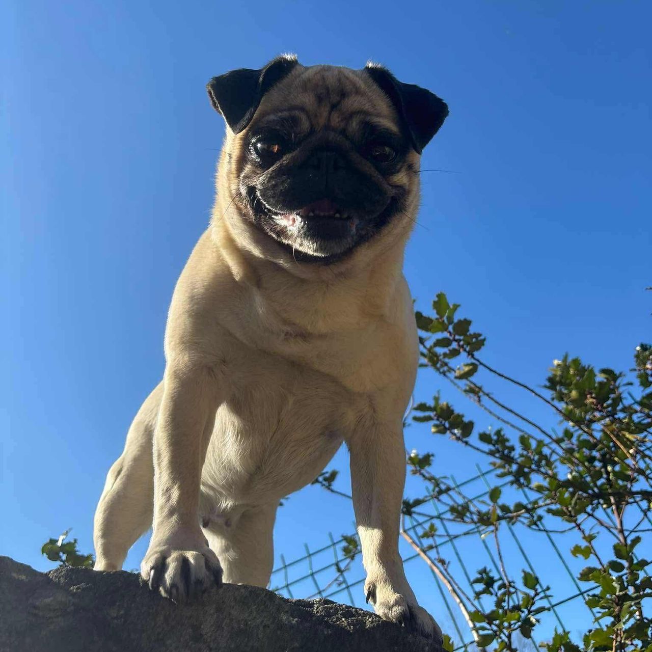 Soutěžní fotografie - Amy,  Mops