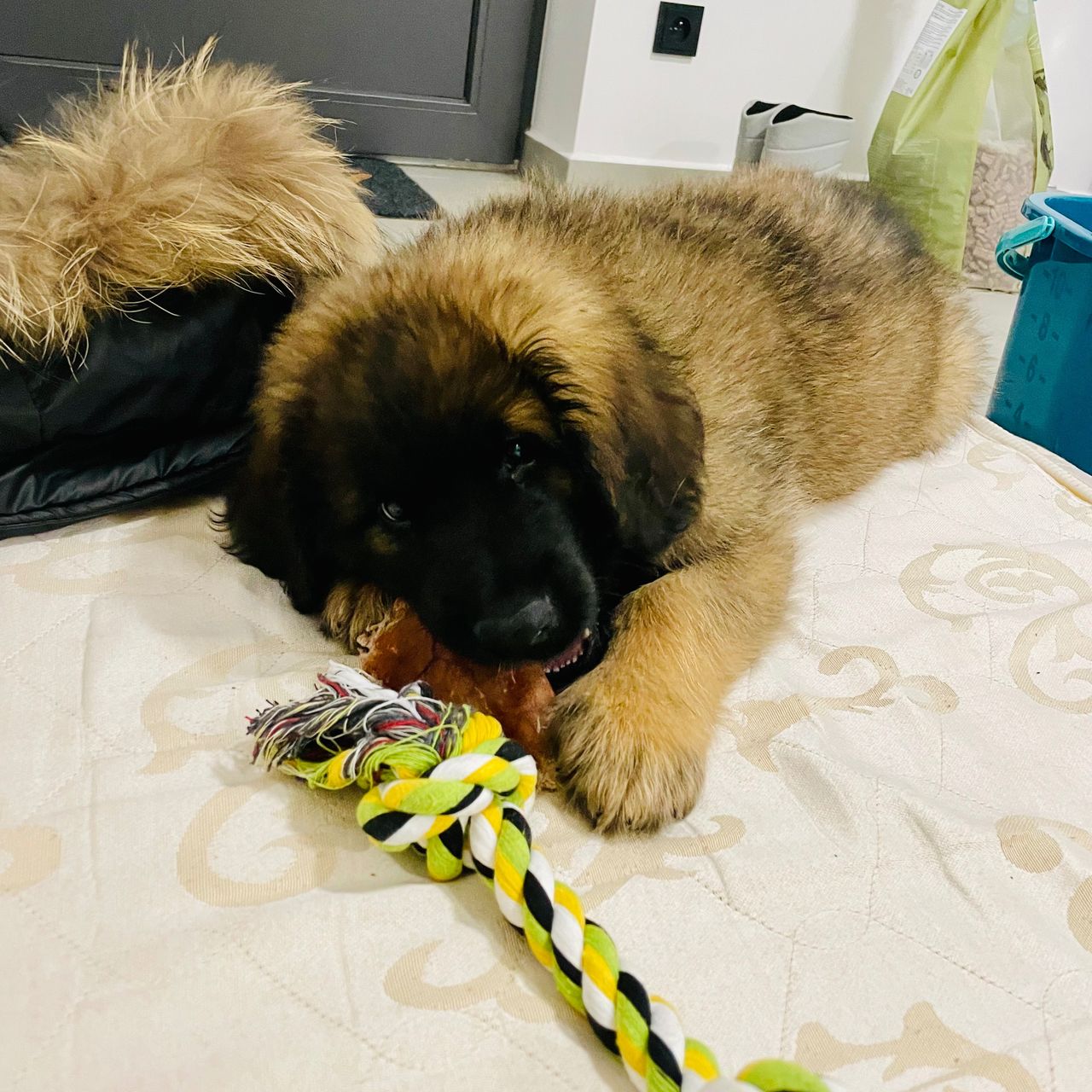 Soutěžní fotografie - Cecil,  Leonberger