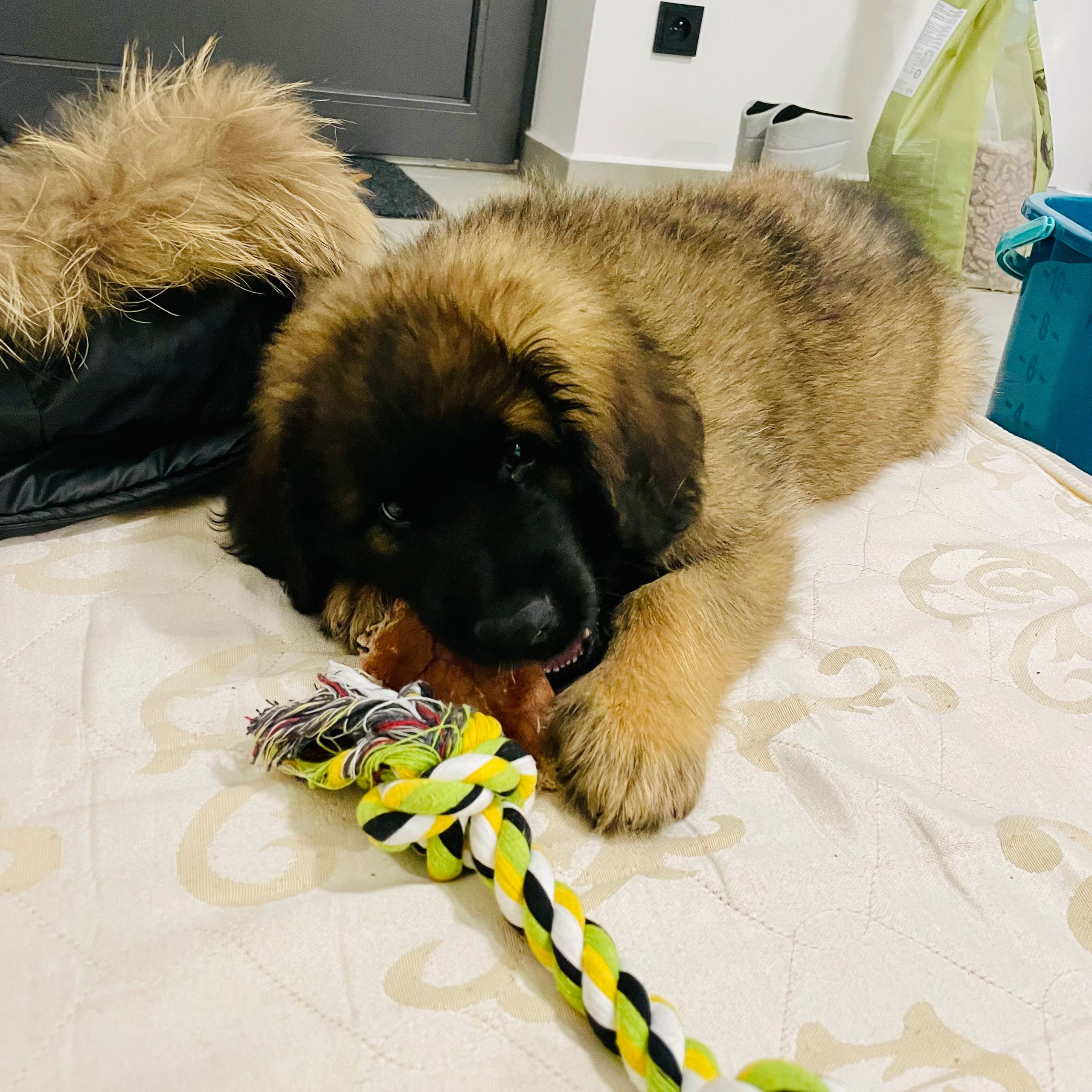 Soutěžní fotografie - Cecil,  Leonberger