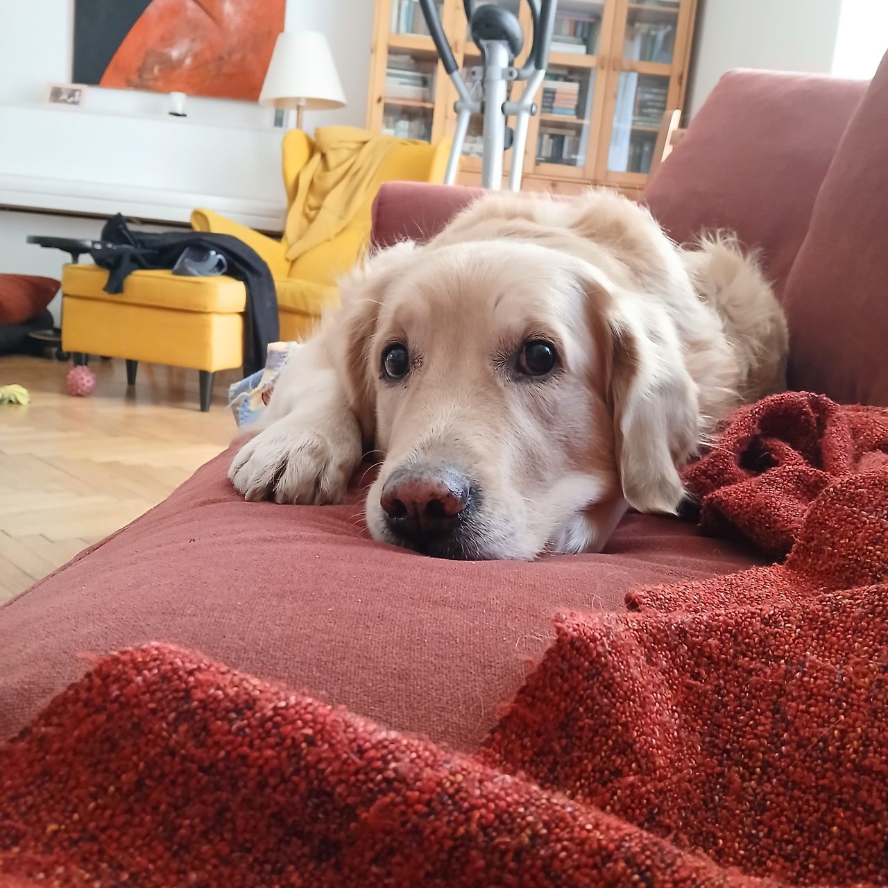 Soutěžní fotografie - Eliška,  Zlatý retriever