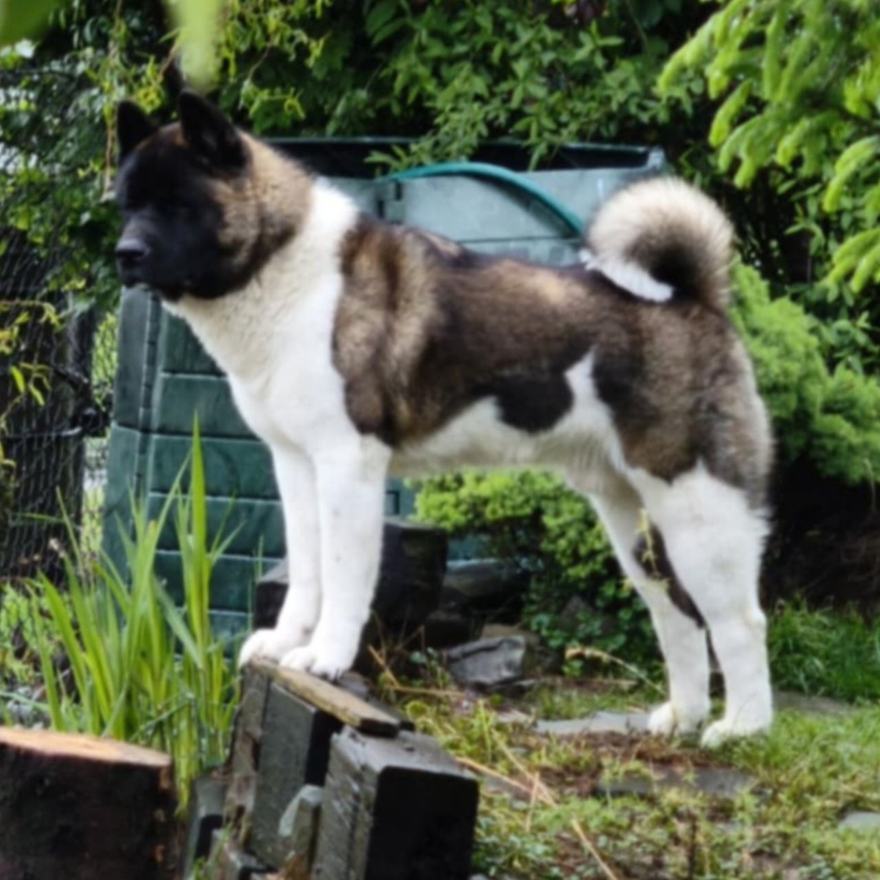 Soutěžní fotografie - Pupik,  Americká akita