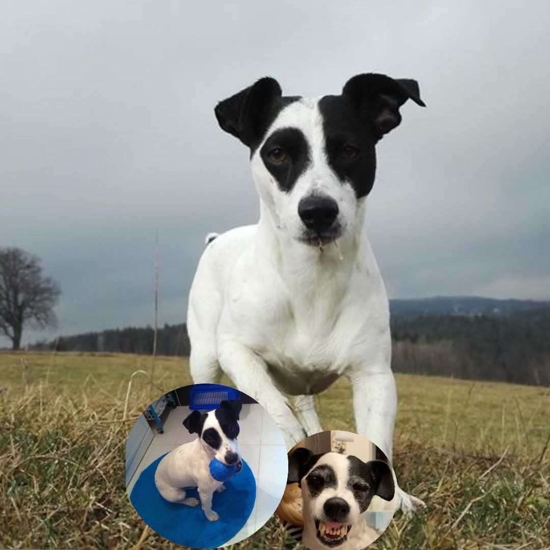 Soutěžní fotografie - Milo,  Jack Russell Teriér