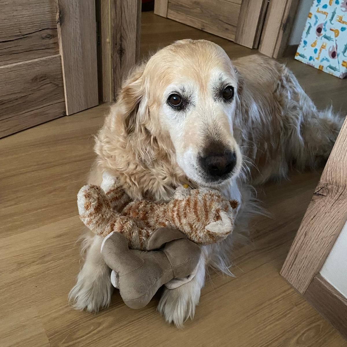 Soutěžní fotografie - Barunka,  Zlatý retriever