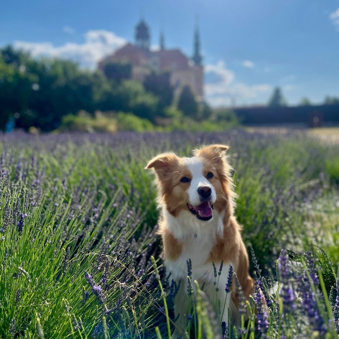 Soutěžní fotografie - Ellie,  Border kolie