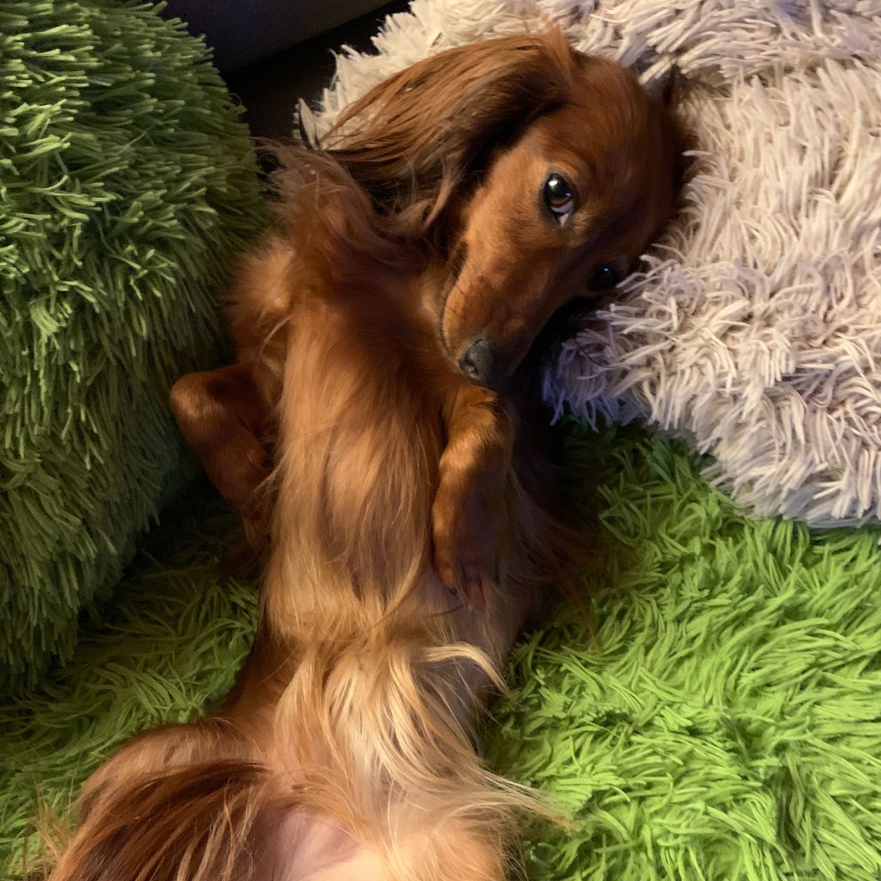 Soutěžní fotografie - Amy,  Jezevčík