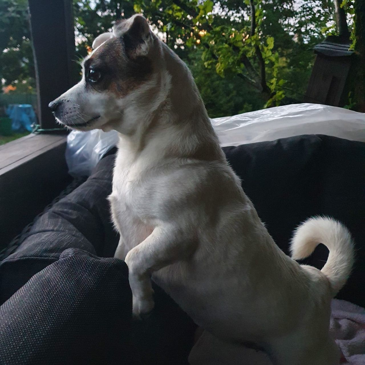 Soutěžní fotografie - Jessie,  Jack Russell Teriér