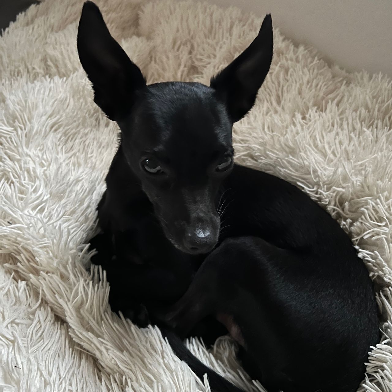 Soutěžní fotografie - Charlie,  Ostatní
