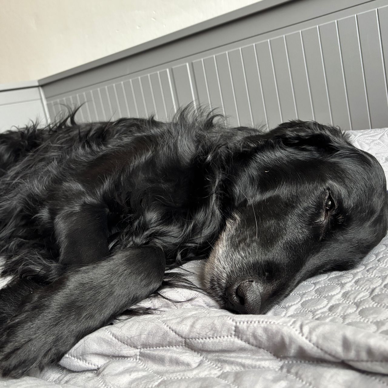 Soutěžní fotografie - Kiči,  Flat Coated Retriever