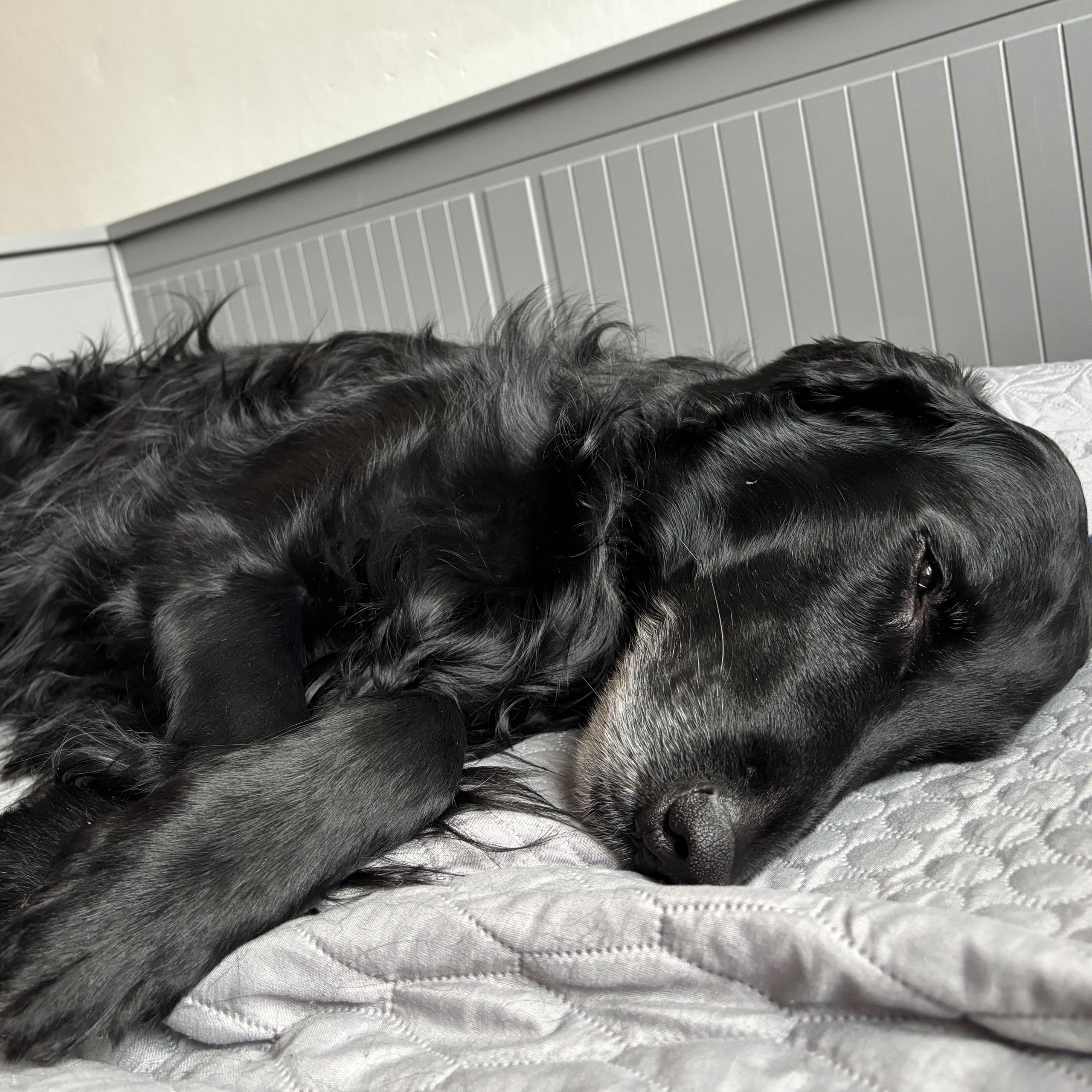Soutěžní fotografie - Kiči,  Flat Coated Retriever