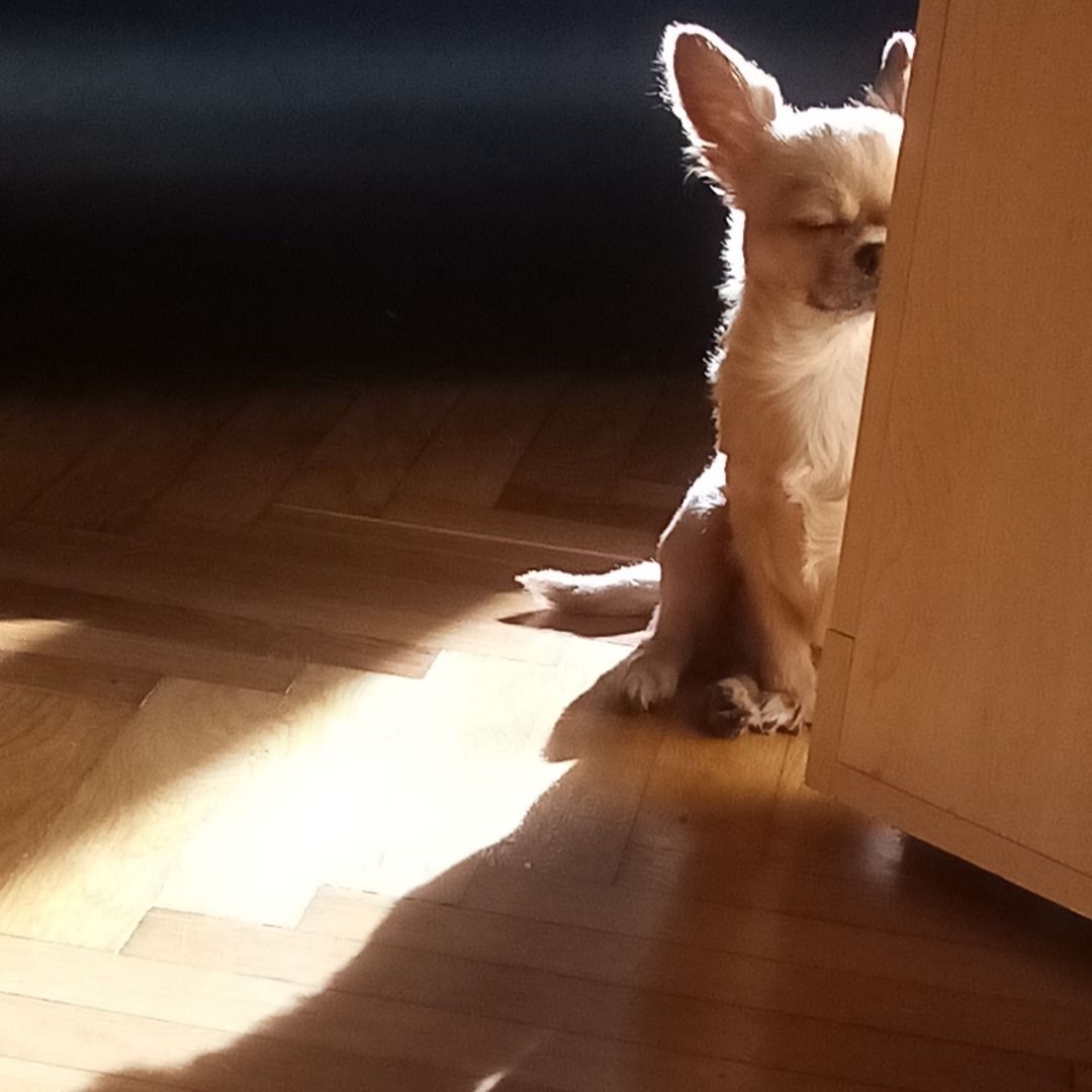 Soutěžní fotografie - Arminek,  Čivava